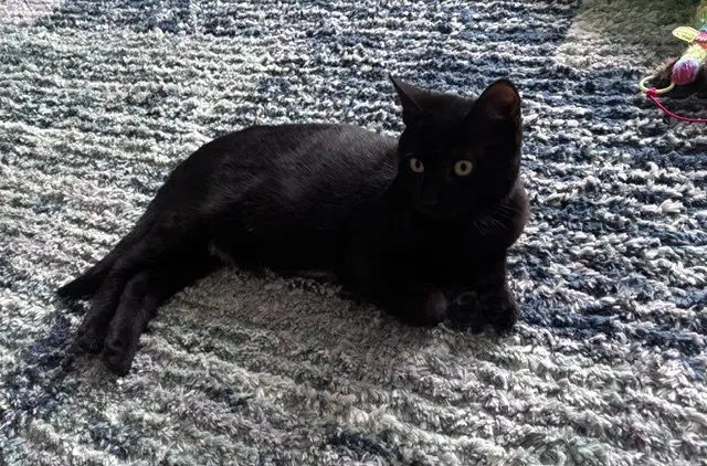 Binx, photo 2