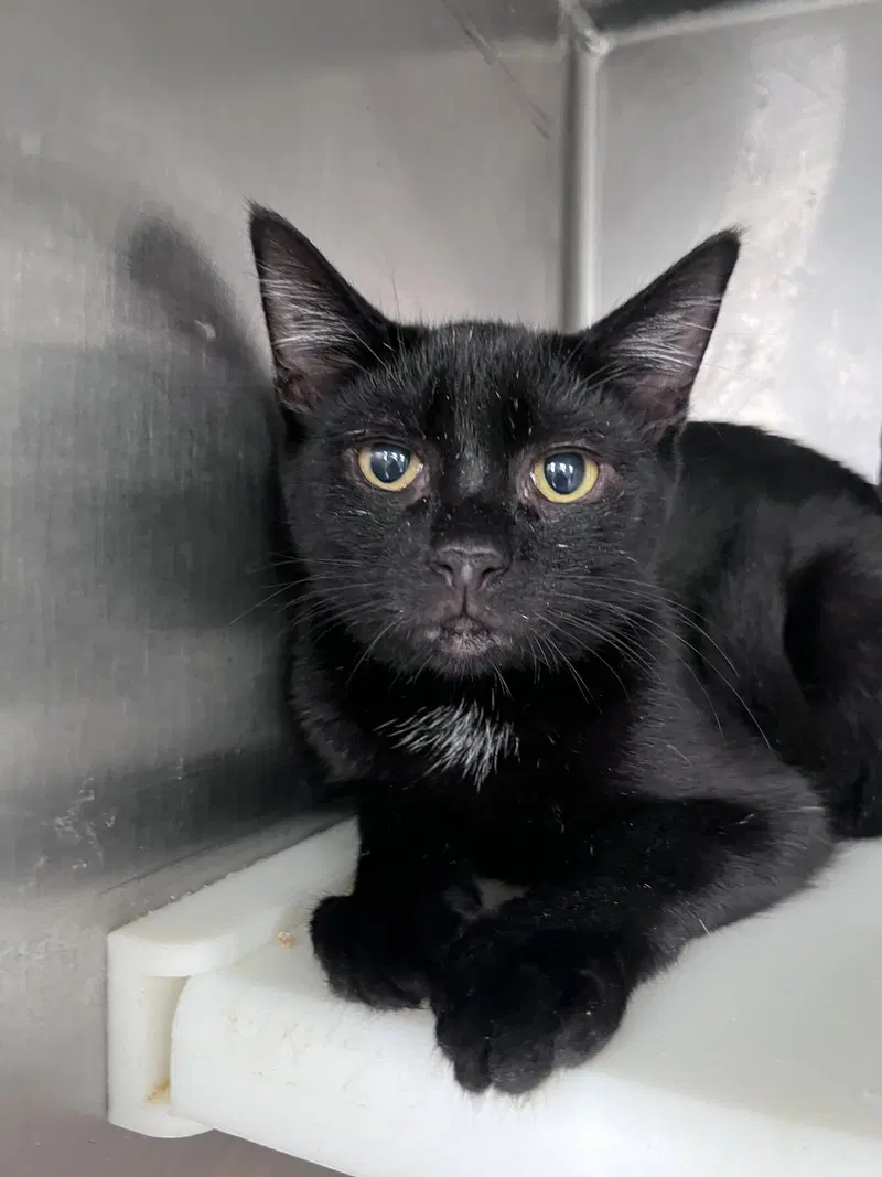 Crash, a young male cat up for adoption