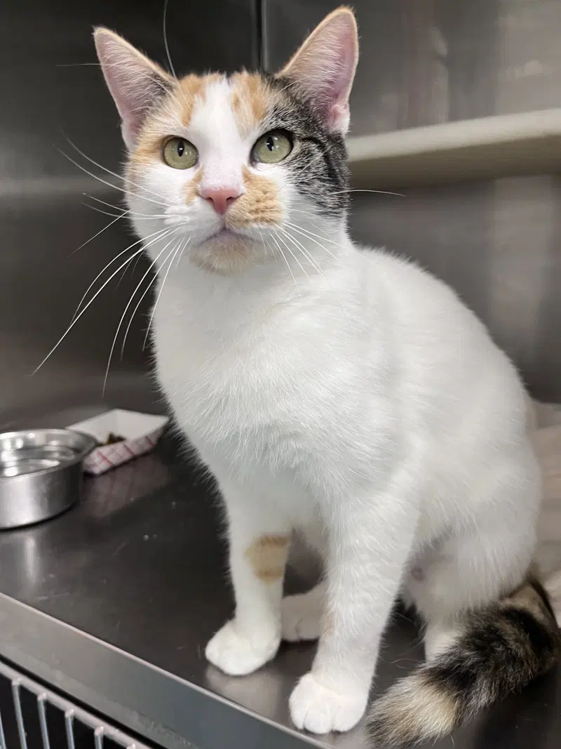 Della, an adult female cat up for adoption