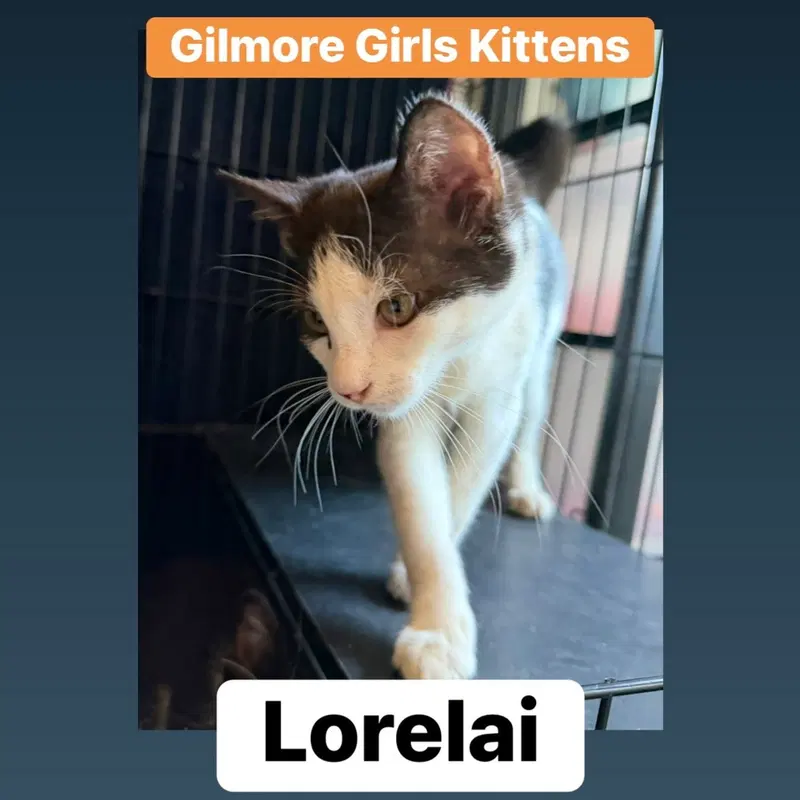 Lorelai, photo 4