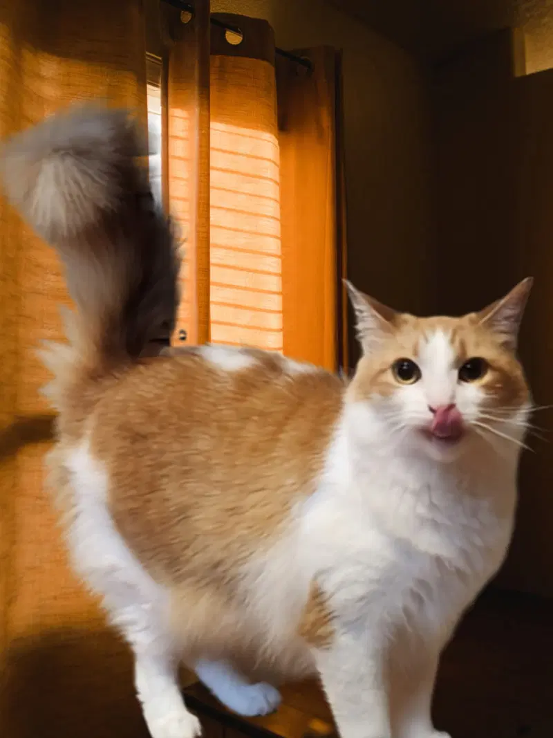 Buttercup, an adult female cat up for adoption