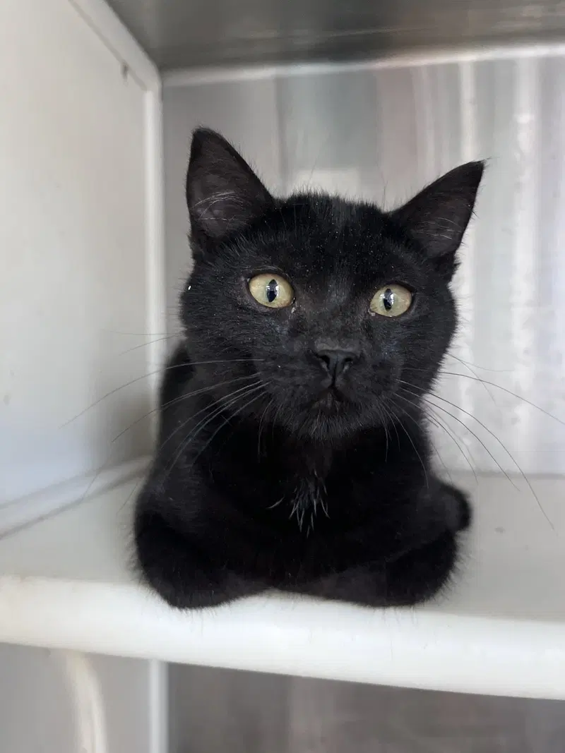 Link, a male kitten up for adoption