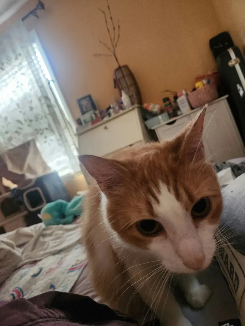 Buttercup, photo 4