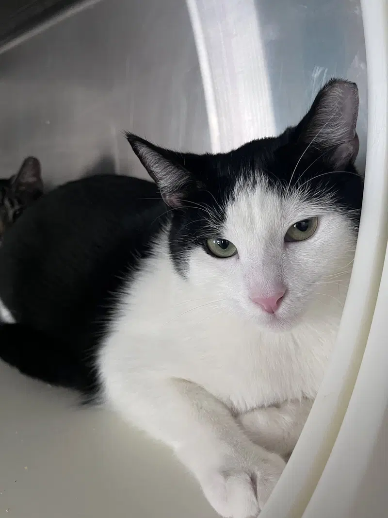 Quartz, a young male cat up for adoption