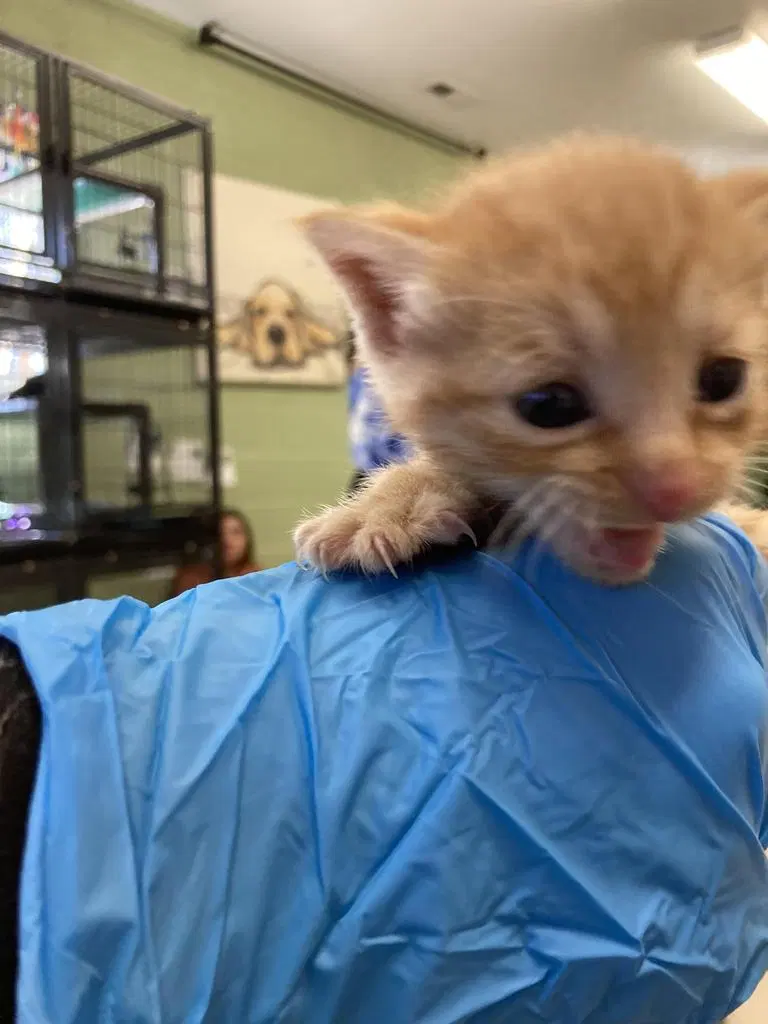 Stuart Wetherby, a male kitten up for adoption