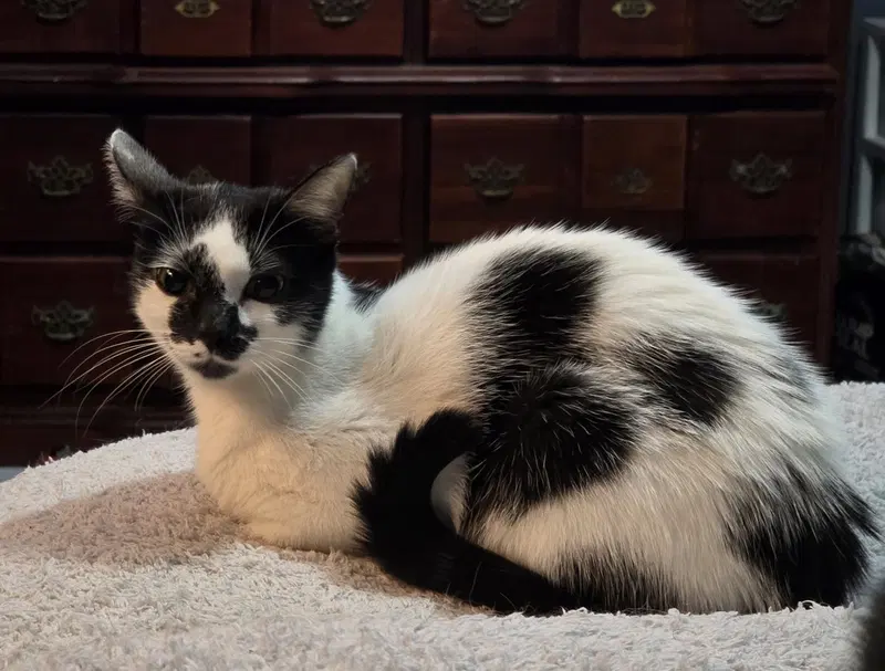 Butter Cookie, a female kitten up for adoption