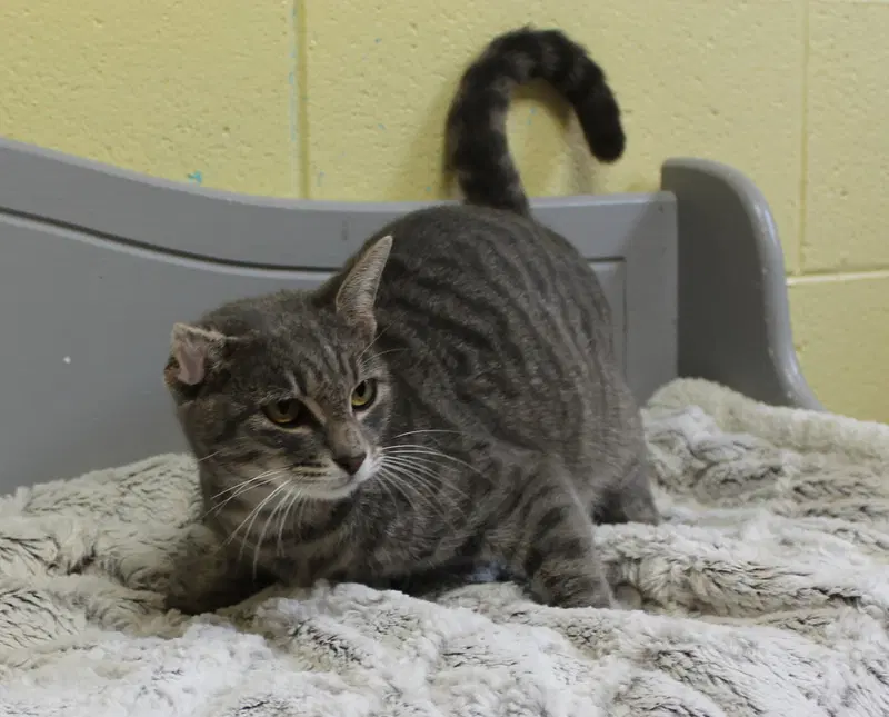 Ritsy, a young female cat up for adoption