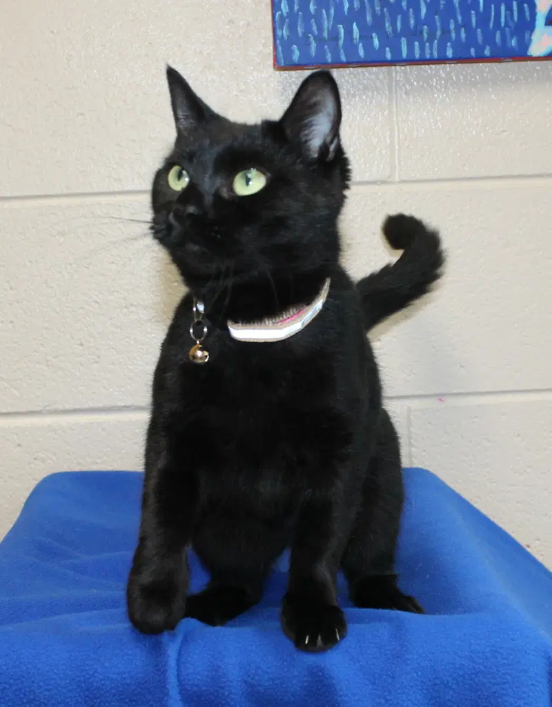 Amulet, a young female cat up for adoption