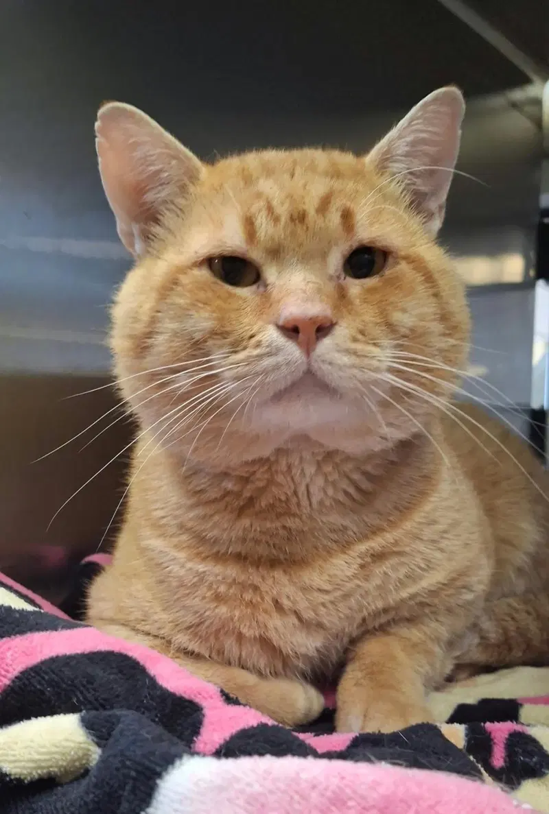 Hudson, an adult male cat up for adoption