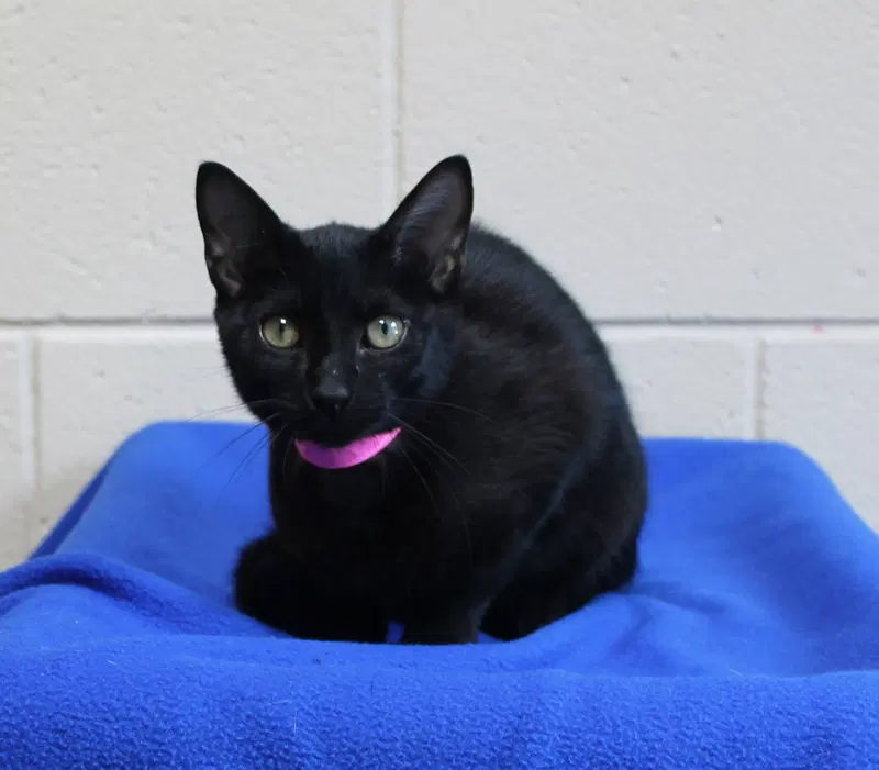 Boo, a female kitten up for adoption