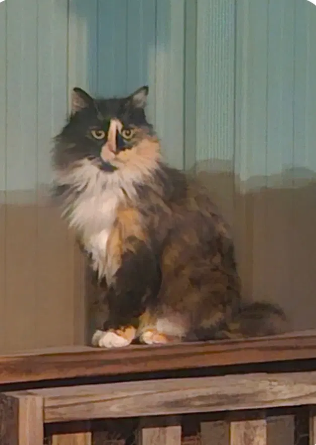 Duchess Of Hazzard, an adult female cat up for adoption