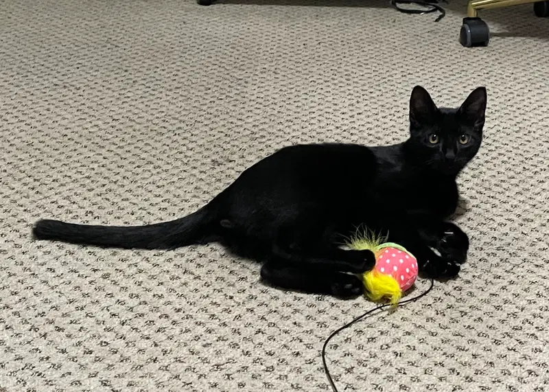 Rocky, a male kitten up for adoption
