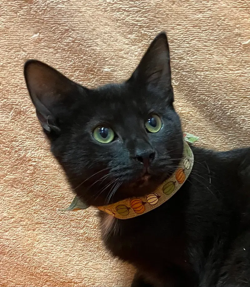 Donnie, a male kitten up for adoption