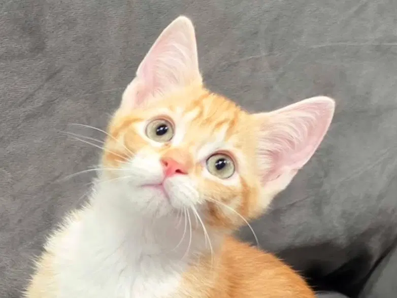 Raine, a male kitten up for adoption