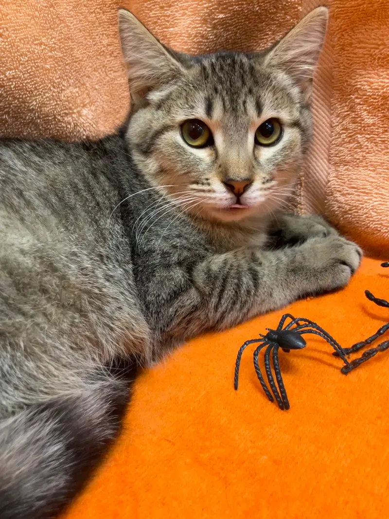 Donna, a female Tabby kitten up for adoption