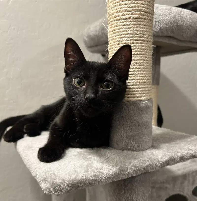 Shelley, a female kitten up for adoption