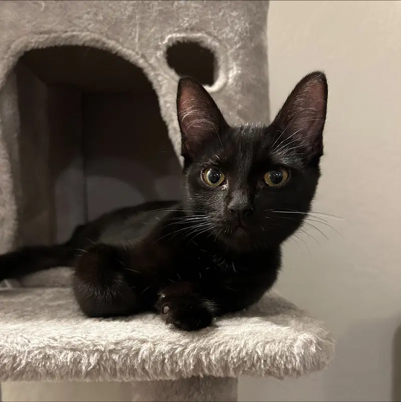 Halley, a female kitten up for adoption