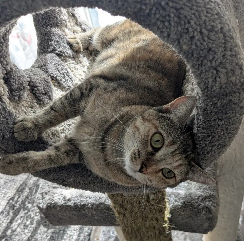 Miss Violet, photo 3