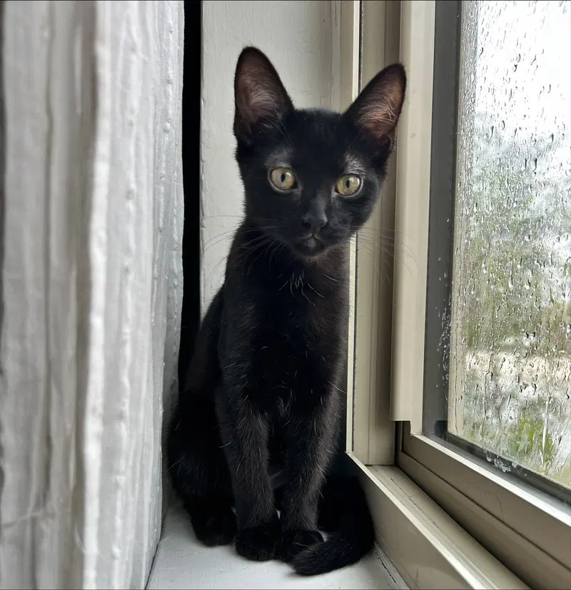 Rocky, a male kitten up for adoption