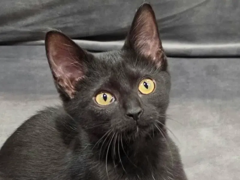 Storm, a male kitten up for adoption