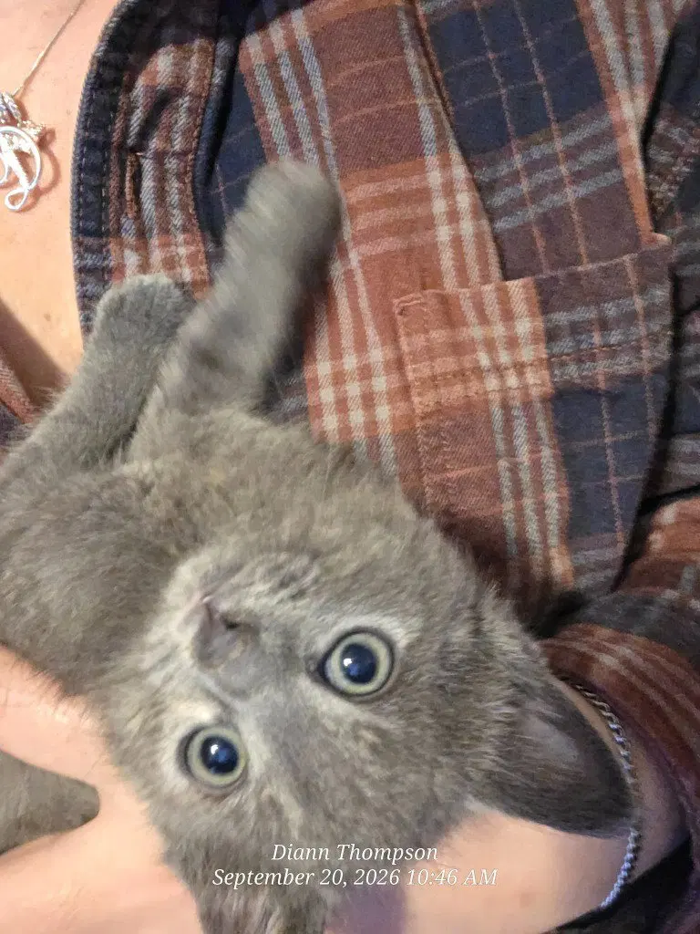 Pooh, a female American Shorthair kitten up for adoption