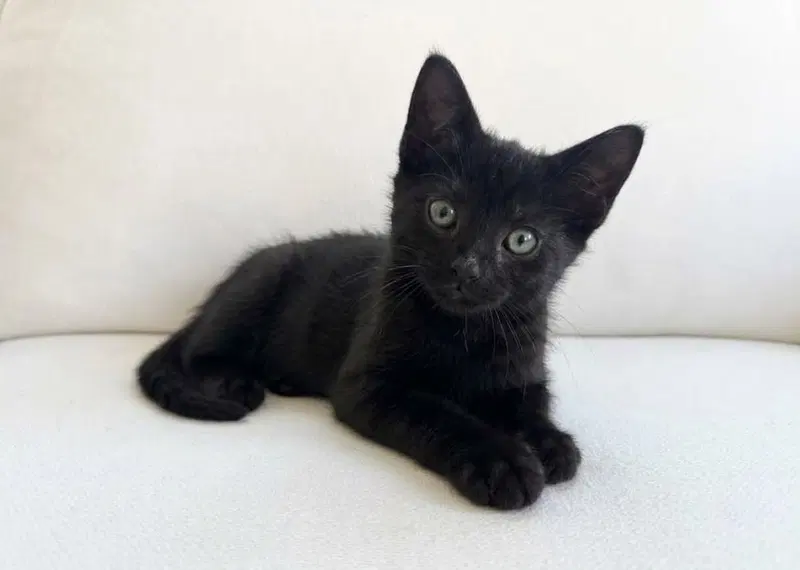 Boo26, a young female cat up for adoption