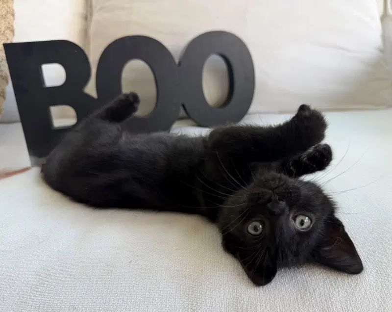 Boo26, photo 2