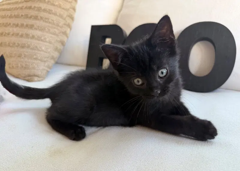 Boo26, photo 3