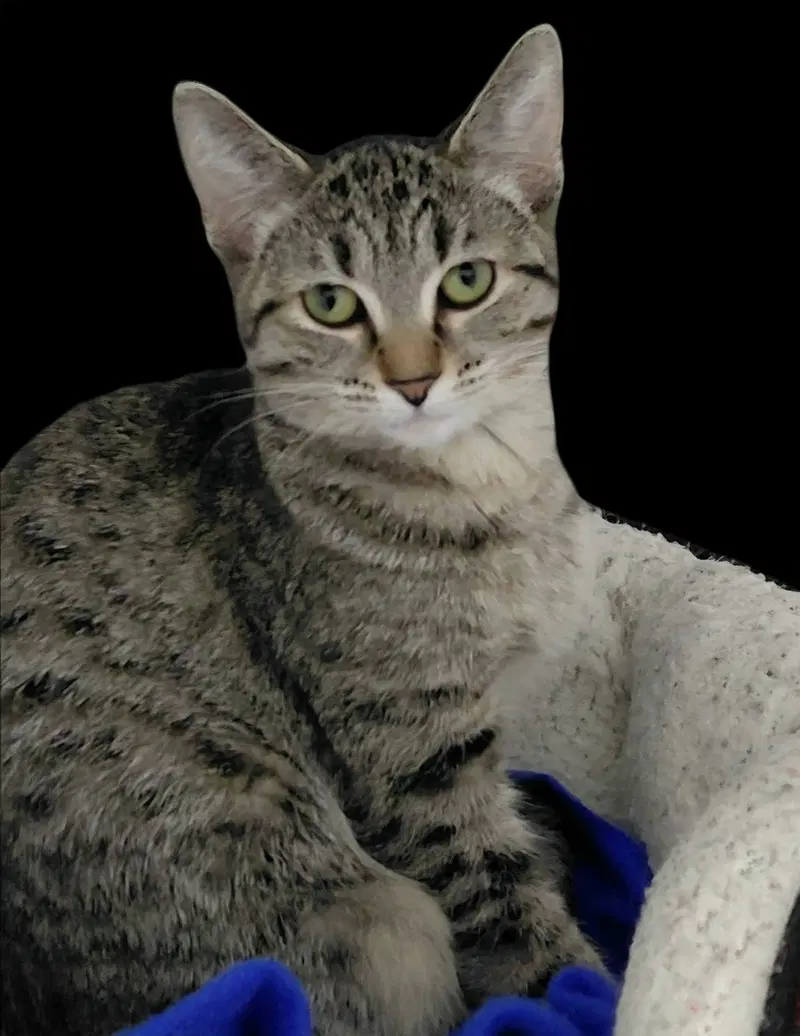 Samantha, photo 6
