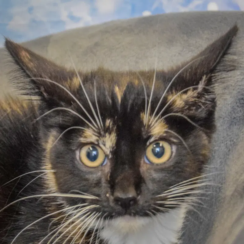 Minnie Mouse, a female Calico kitten up for adoption