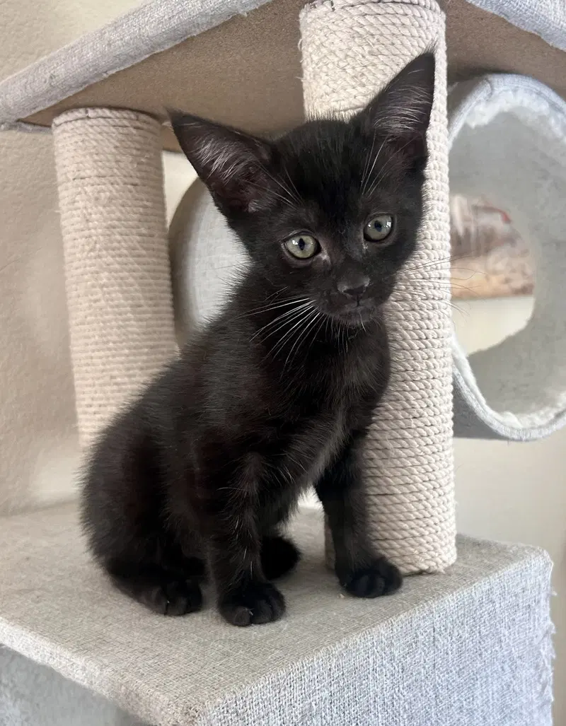 Ebony, a female kitten up for adoption