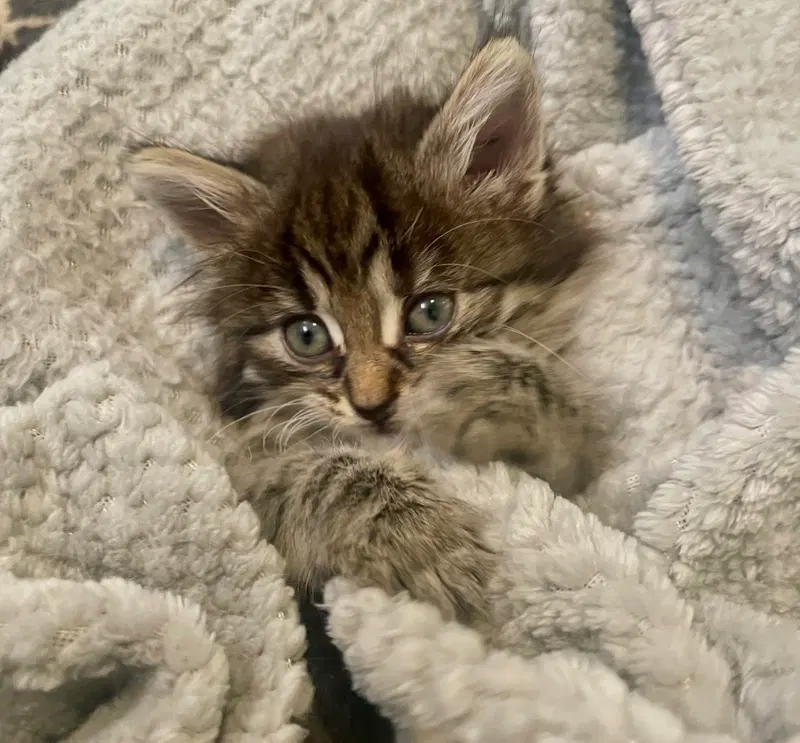 Poonchki, a male kitten up for adoption