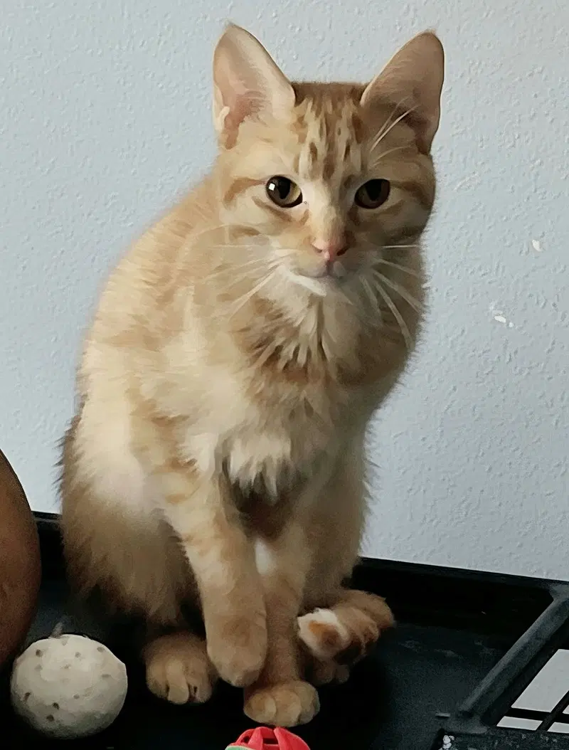 Ella, photo 2