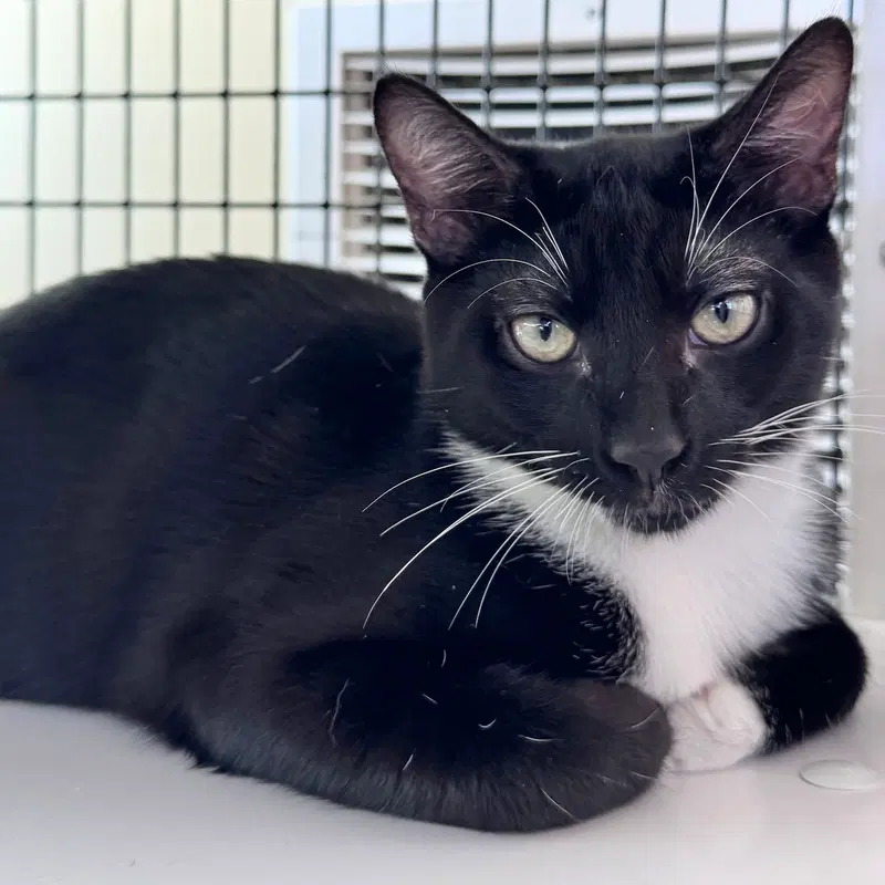 Nick, a young male cat up for adoption