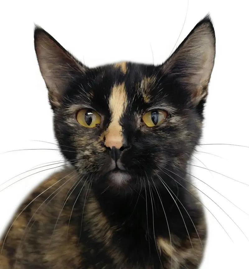 Roxie, an adult female cat up for adoption