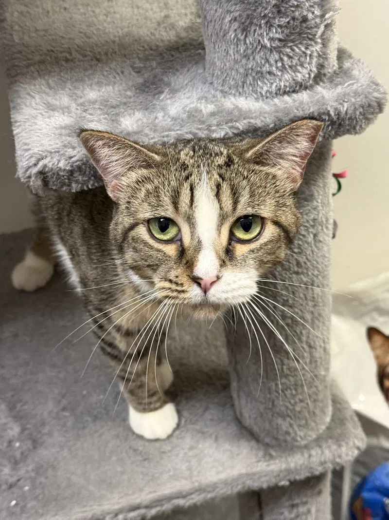 Altana, a young female Tabby cat up for adoption
