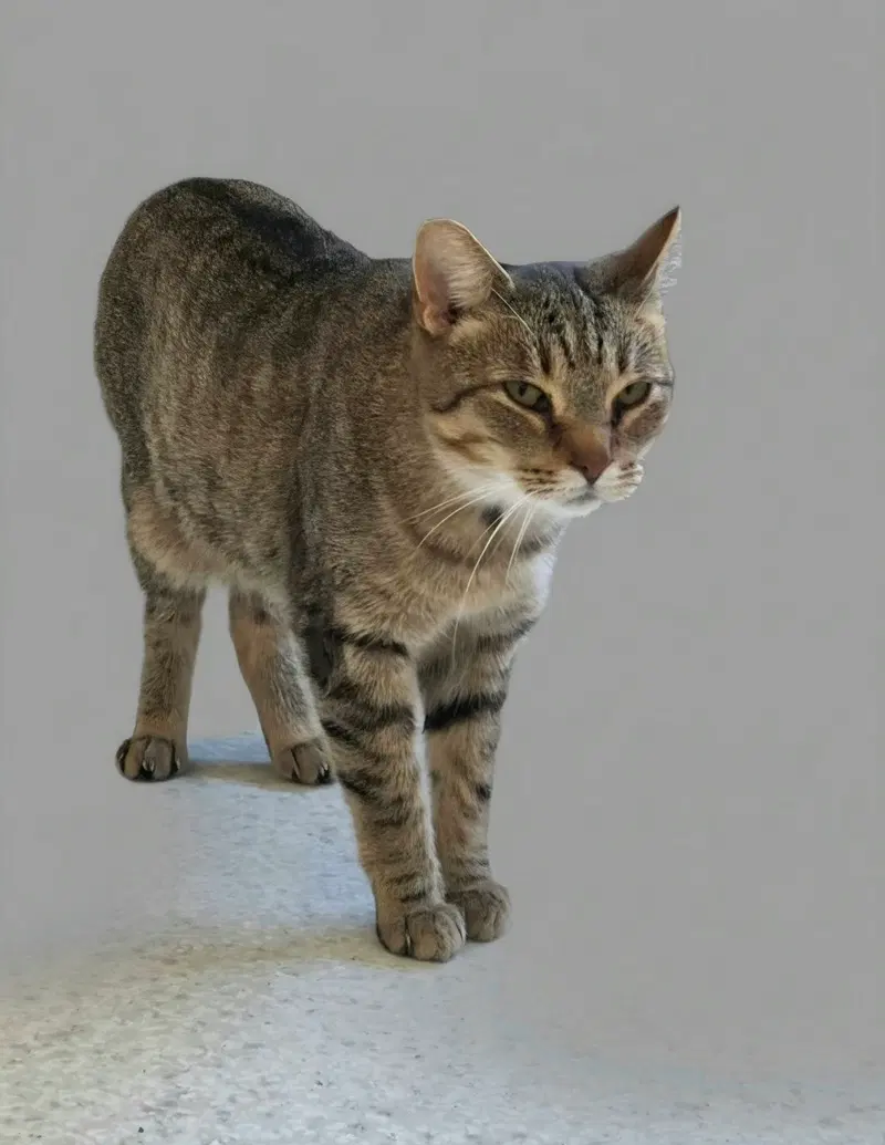 Vern, an adult male cat up for adoption