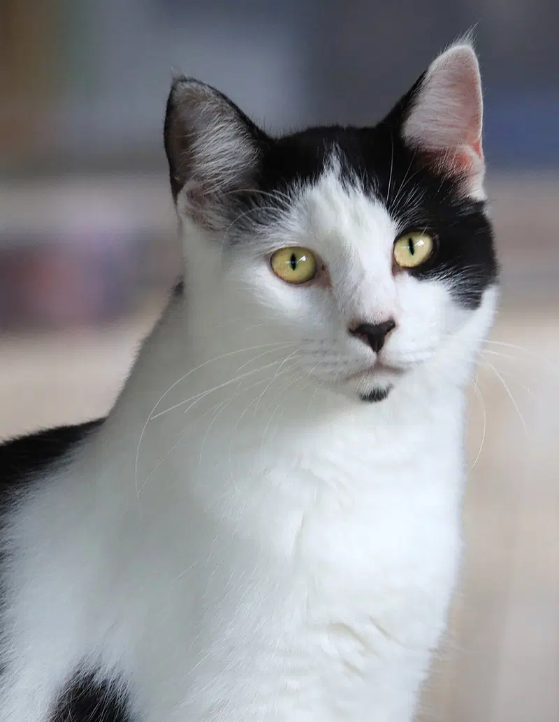 Pyrite, a young male cat up for adoption