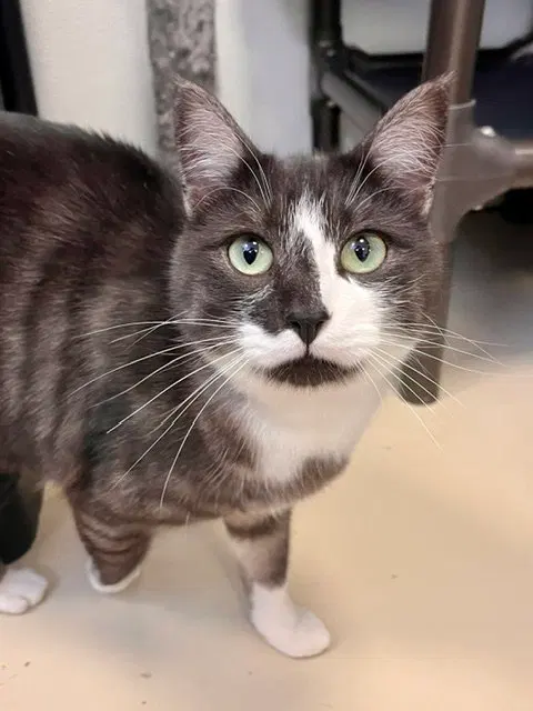 Riff, an adult male cat up for adoption