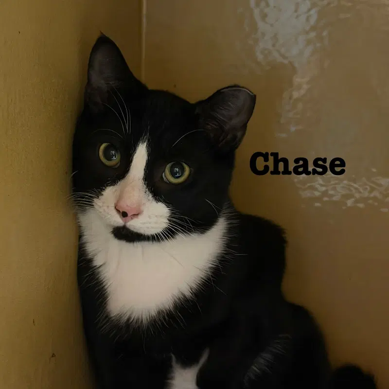 Chase, a young male cat up for adoption