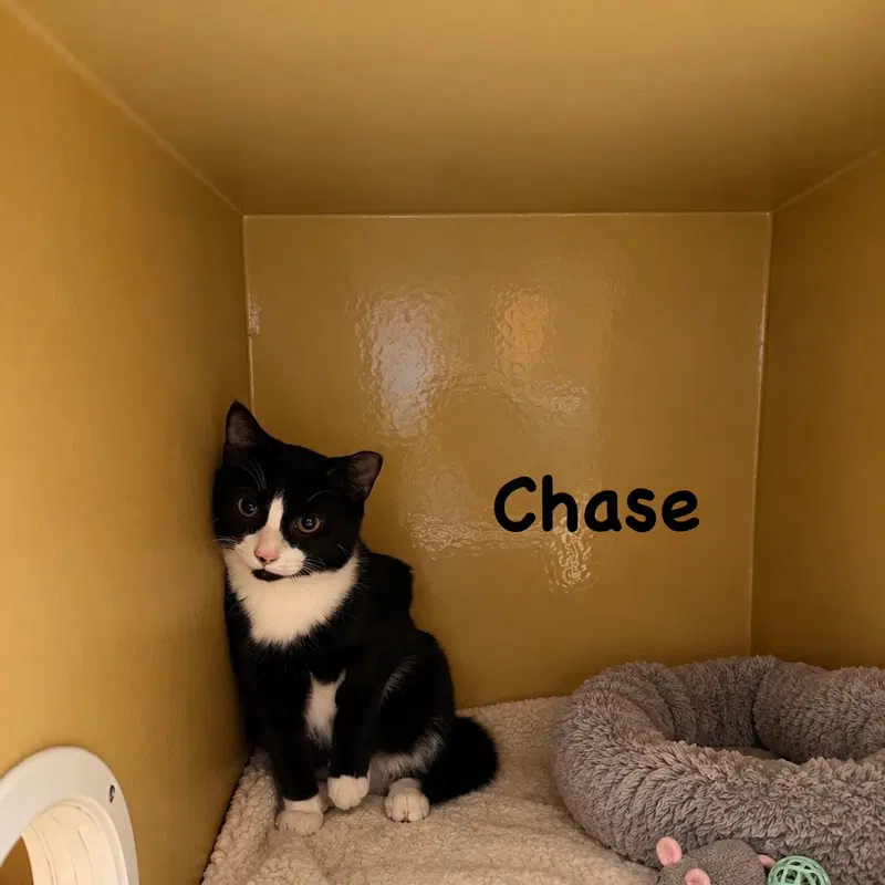 Chase, photo 2