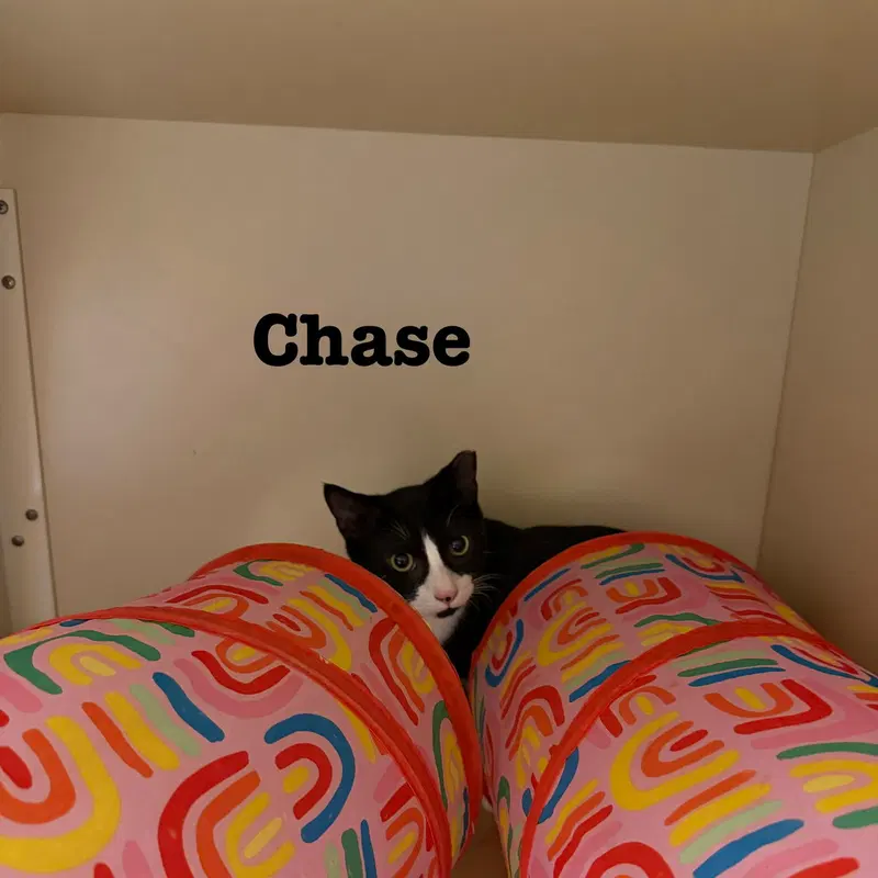 Chase, photo 3