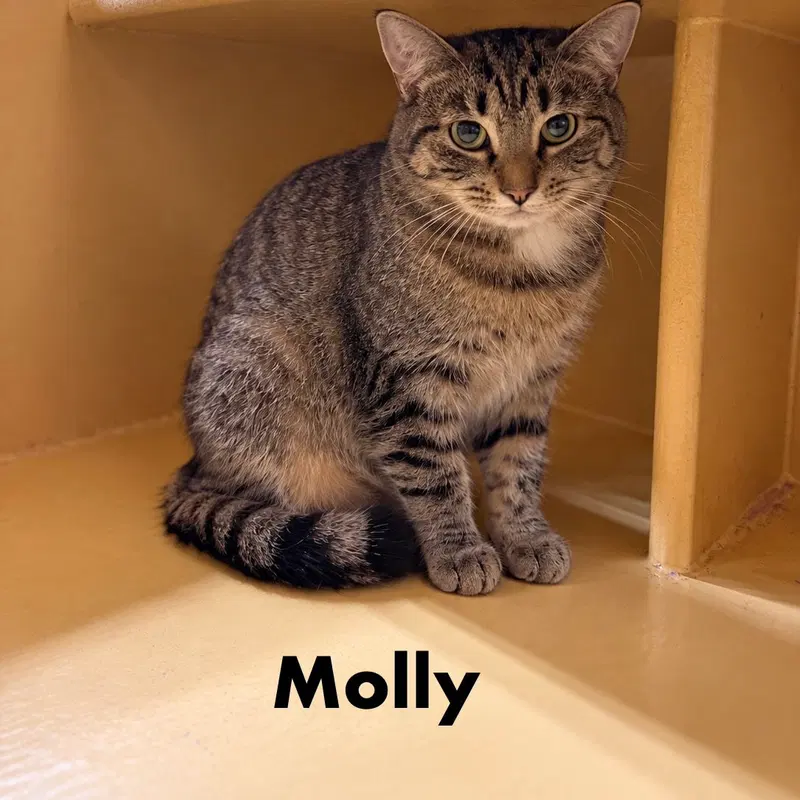 Molly, a young female cat up for adoption