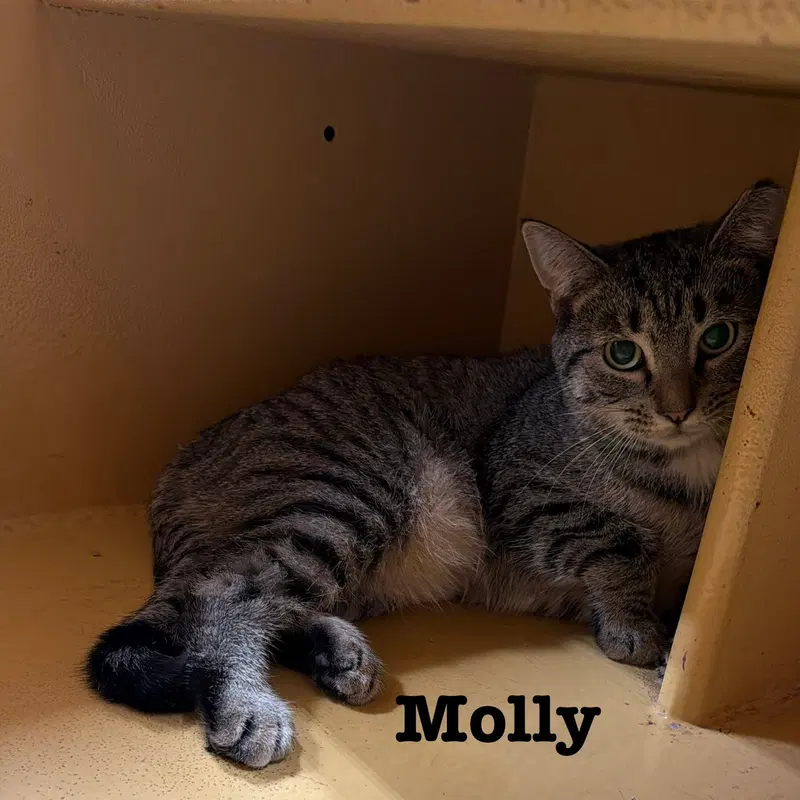 Molly, photo 2