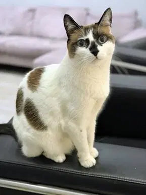 Miss Lizzie, a senior female cat up for adoption