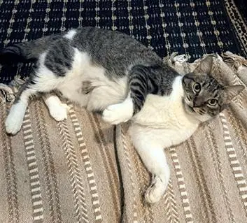 Elastigirl, an adult female cat up for adoption