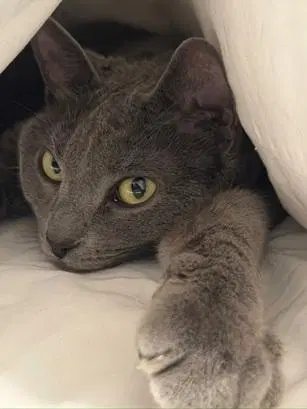 Tess, an adult female cat up for adoption
