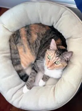 Jazzy, an adult female cat up for adoption