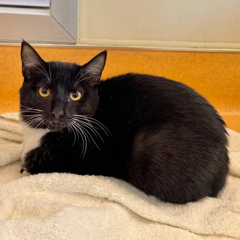Big Hunk, a young male cat up for adoption