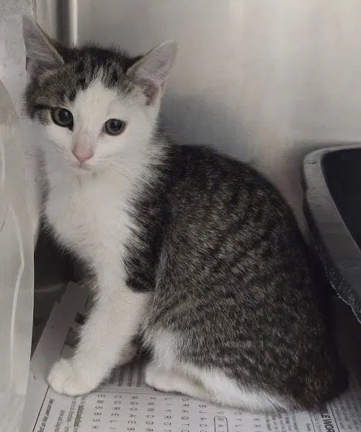 Luke, a young male cat up for adoption
